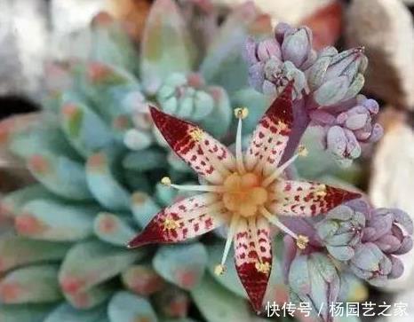  本身的营养|多肉植物开花了，怎么办？肉友：四点原因须剪掉！