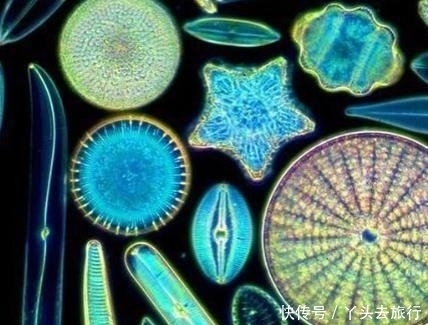 地球 浮游生物,地球上最早的一批“原住民”生物!