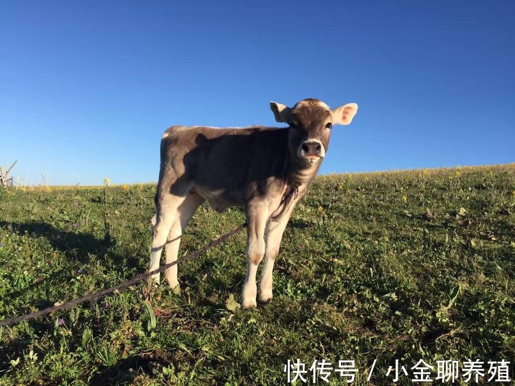 牛犊|犊牛消化不好拉稀喂点什么药?牛犊消化不良拉稀用什么药?