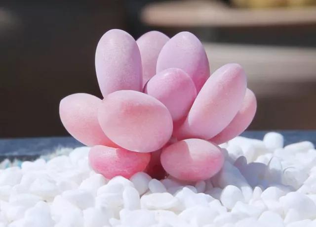 桃蛋，不要拿桃美人冒充，它不配和做姐妹，你知道区别在哪嘛