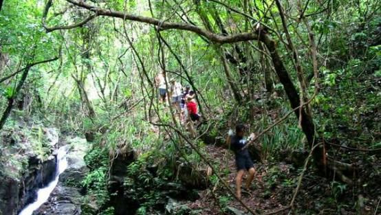 发现|去森林旅行迷路了应该怎么办？导游：切记不要往回走，要这样走