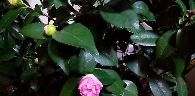 一个养好茶花的基本小常识:新买的茶花要做到“两不要”!