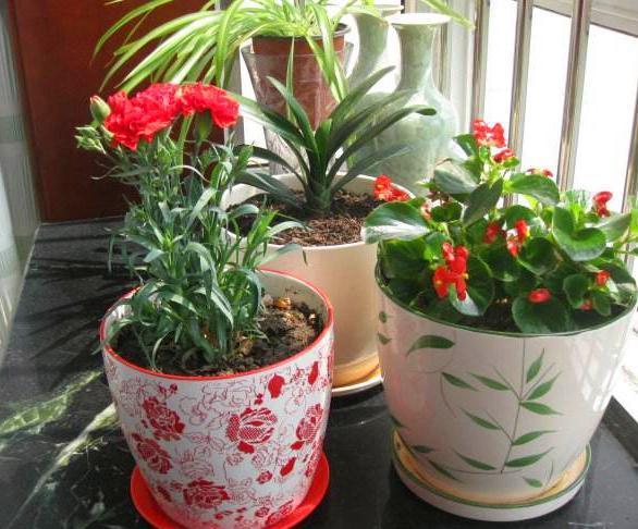 养花高手浇花时，总是在水里加一点“体液”，难怪养一盆旺一盆！