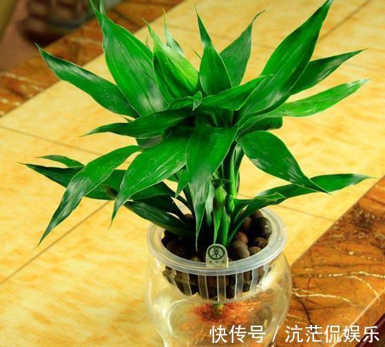 磷酸二氢钾|富贵竹叶片发黄往盆里撒“1种粉末”，7天后叶片油绿，根系壮