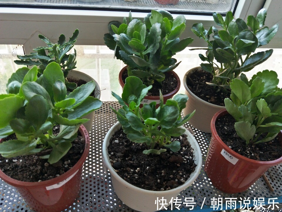 花苞|长寿花能否“早开花”注意3个“小细节”,30天长粗枝、花爆盆