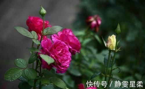 一年中什么时候最适合给月季施肥呢?