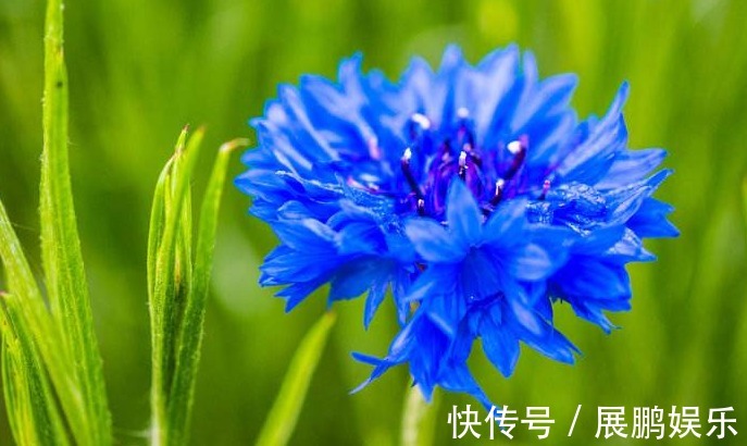 此花细致可爱,清新幽雅,具有极高的观赏价值,象征着遇见的幸福