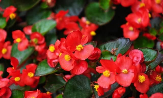 送给那些养花，却总是把花养死的人