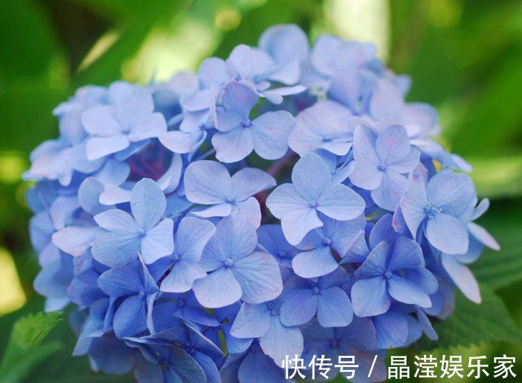 菊花展|喜欢菊花，不如养盆“菊中珍品”盘龙出海，是仙女舞裙，端庄典雅