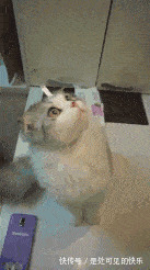 |搞笑GIF趣图:劈叉我见多了,但是这样的真没见过