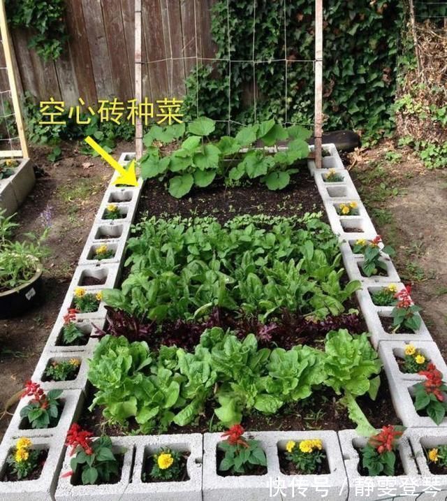 种菜|光秃秃院子太浪费,农村老爸用18块空心砖,改造成人见人爱的菜园