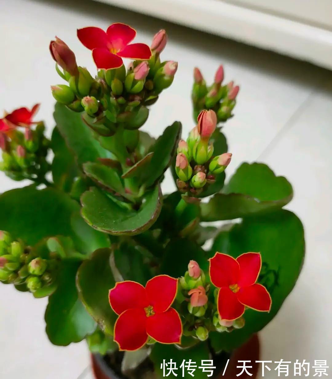 长寿|长寿花有“三怕”,入冬养护得避开,养成小老桩,清香宜人小半年