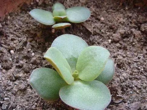 6种寓意好的花,剪根枝就能活,年年爆盆不操心!