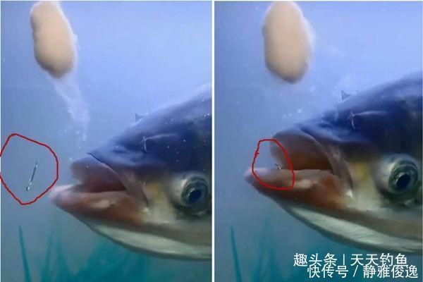 间距|台钓子线的选用技巧,子线钩间距的大小,影响了你的中鱼率