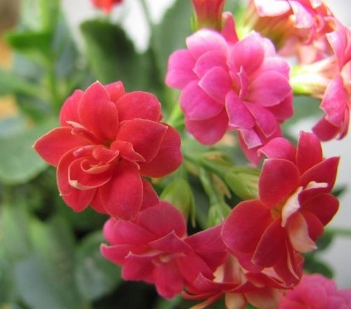 家里的长寿花没精神,一碰还掉叶,试试这些技巧,花儿美叶儿绿