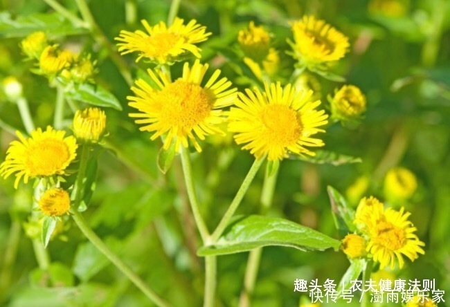 补血|女性有福了!用此物泡水喝,痛经没了,还能防治妇科病,养颜补血