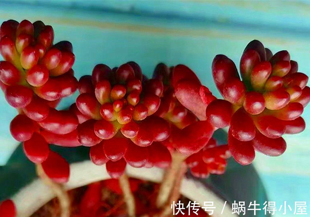 这些多肉九月末还不见状态,是不是哪里出了问题?它们只是慢性子