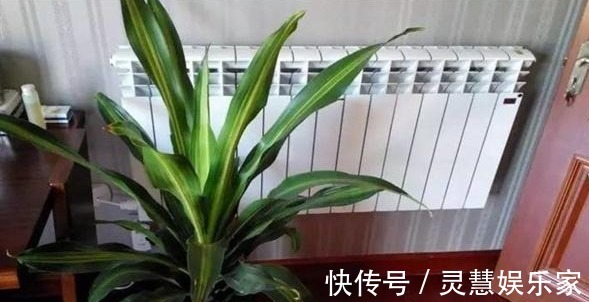 养花也要注意摆放，5处地方“不能养”，空着也别放！