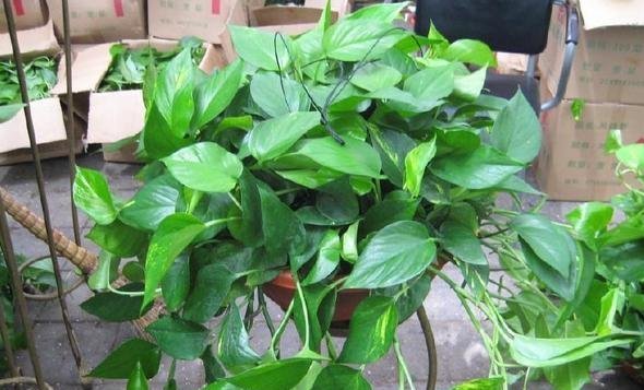 这些花适合夏天养,越“热”越疯长,越“晒”还越开花