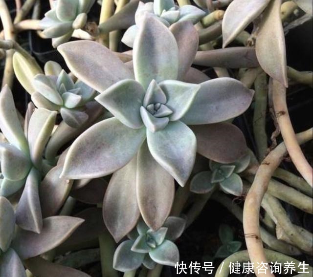 等我有个独立院子,就把多肉种墙上,一面种法师,一面种紫乐!