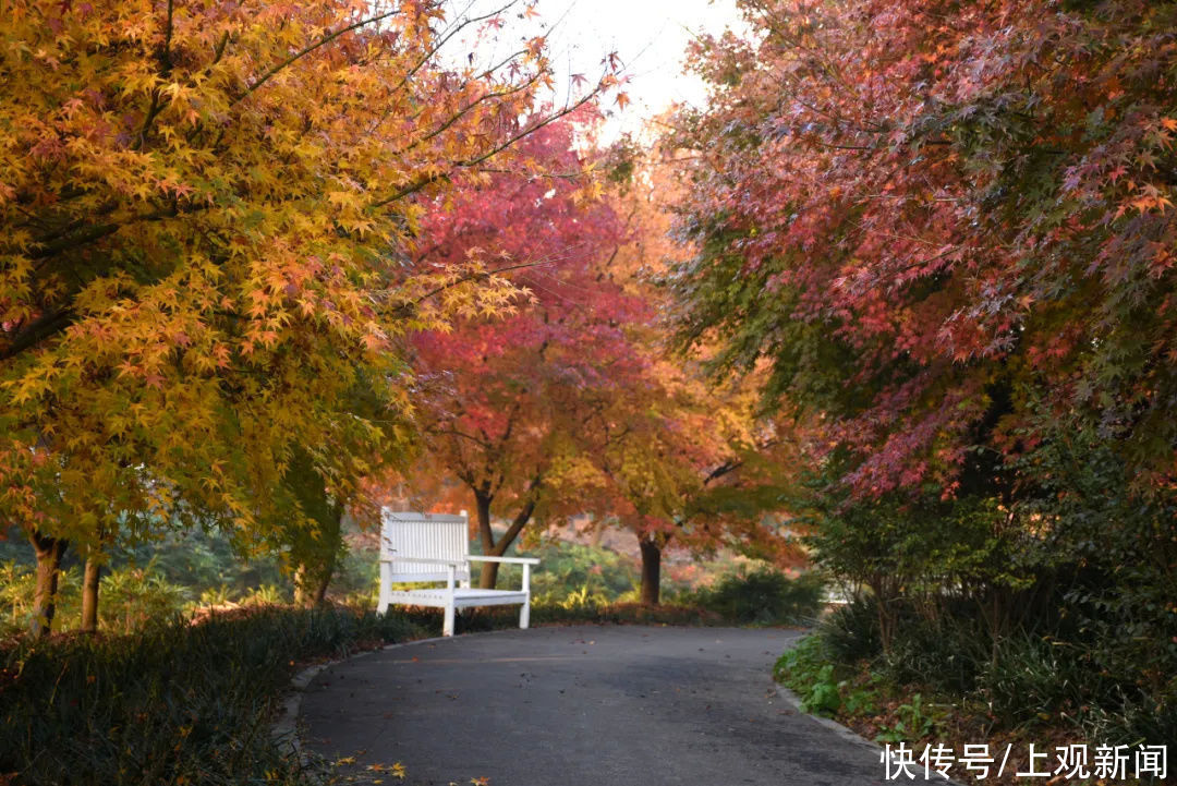 花开海上秀|金山这里的红叶都“疯”了，还不快去打卡这片“红海”