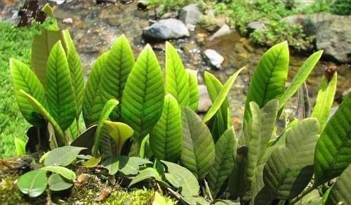 根茎|人称“金汤匙”，根茎横着走，民间用处大，遇到别拔掉