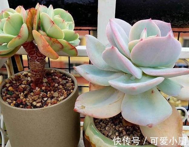 你家的多肉植物只长高,不长胖,这样浇水后,多肉胖嘟嘟