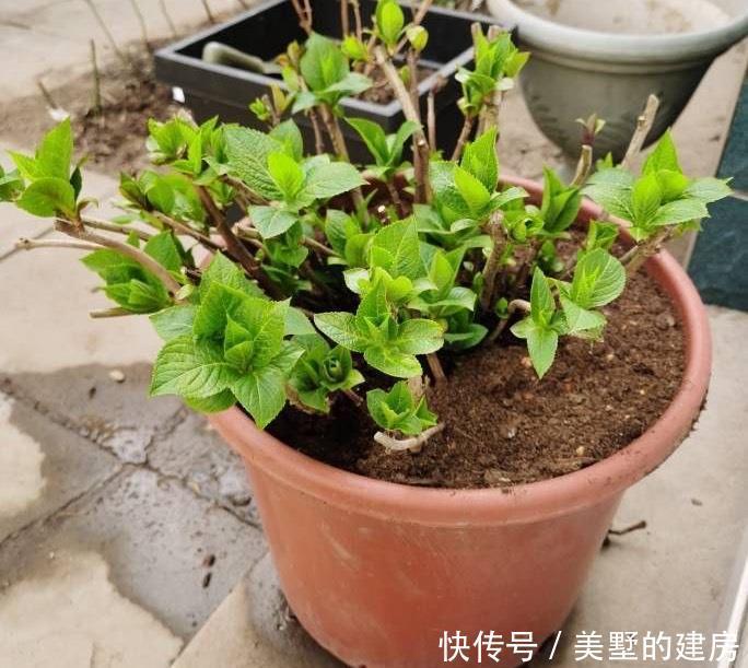 长势|冬季的绣球花,有一步不能做,开春长势更好,花球大,花更多