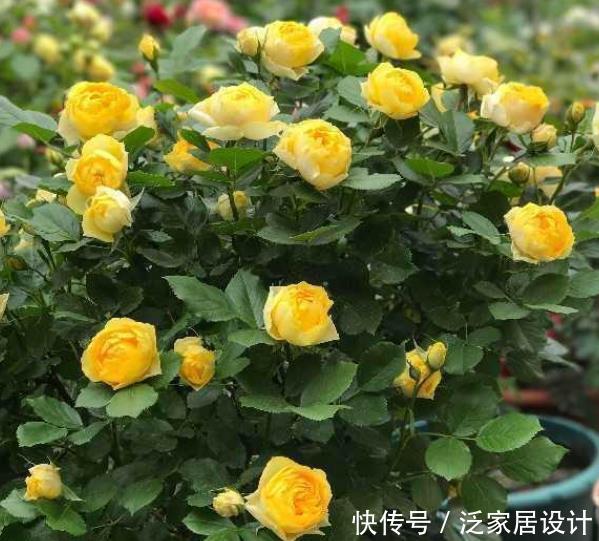 超漂亮的4种花,不怕晒,不怕热,繁花似锦,花美心情好!