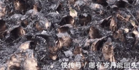 年轻人的脑洞?地里还能种鱼?男子钓上鱼竟全部种土里!