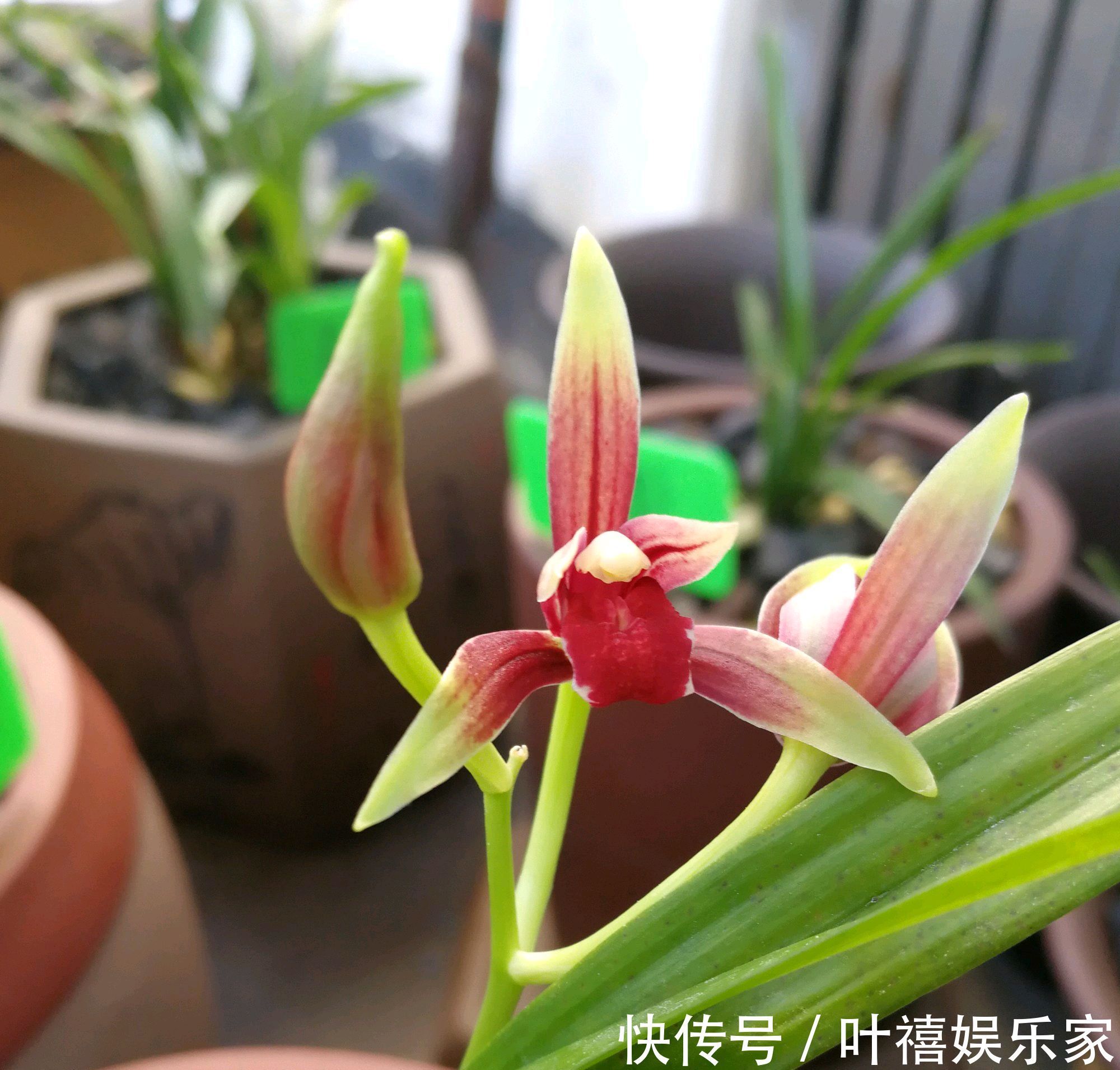 兰花焦尖的6大原因，搞清楚了好对症下药，兰花焦尖不用怕