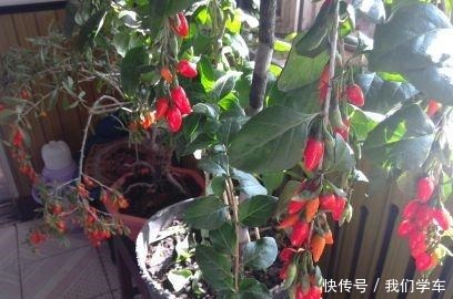 枸杞盆栽这样养,长得枝叶繁茂,结出1树红果子,还能长成盆景!