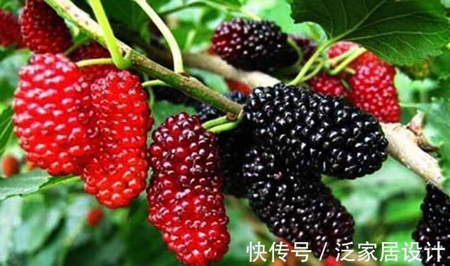 美容养颜|夏季聪明女性都爱吃4种果子，美容养颜，补血益气，促进新陈代谢