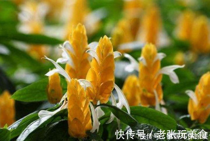 茶花|养花就养3种花，家里养一盆，开花漂亮花期长，谁养谁喜欢