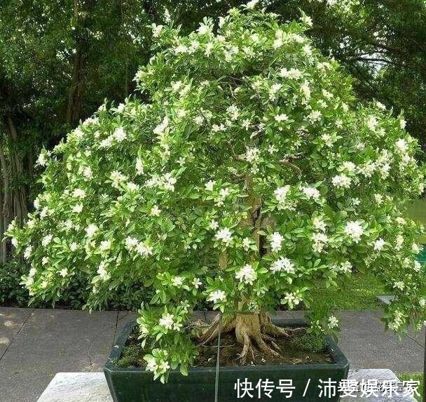 养护|越养越值钱的“树”,客厅养1盆,每年开花100天,比香水好闻