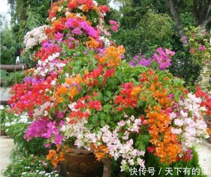 女生必养“3种花”,花朵漂亮又好养,满屋子飘香,心情好