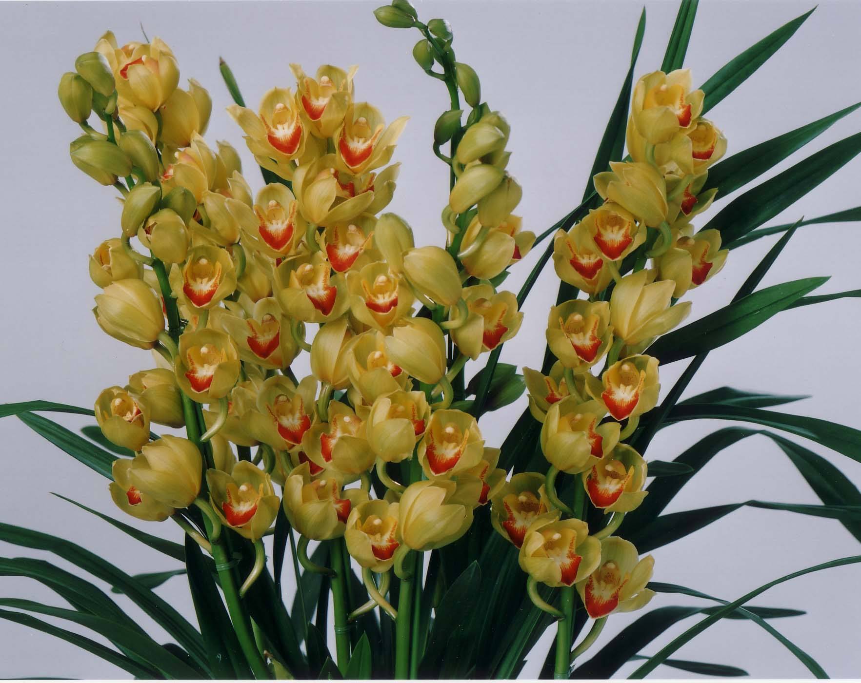 大花蕙兰好看但难养做好“3小步”,花期过后再开花,花团锦簇