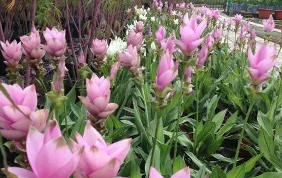 一位老奶奶把姜养开花了,开花时酷似荷花,盆栽养殖真好看!