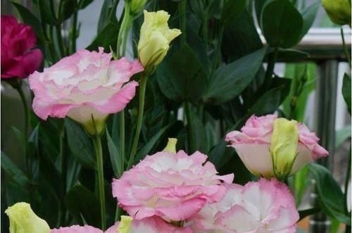 最受欢迎的4种花,花朵硕大、优美高贵,养在家里上档次!