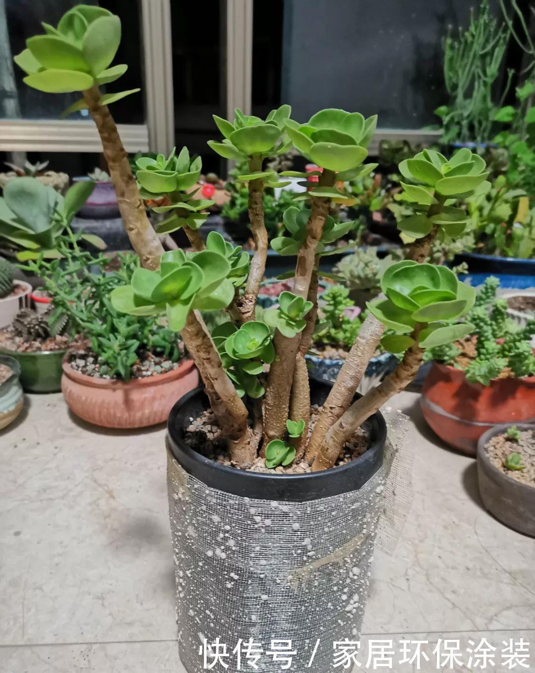 招财进宝|家里养盆它,财源滚滚来,让你新年越来越有钱!