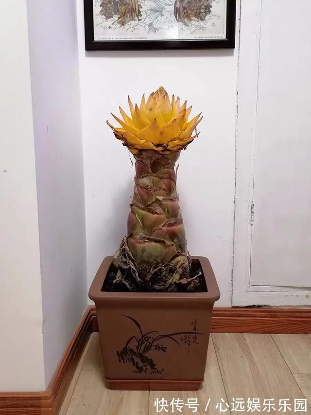 湿润|6种佛教圣花,个个都是吉祥花,家里养一盆,养心又养身