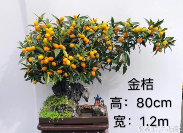 盆景家里养盆松,代代出富翁,镇宅守家福气旺