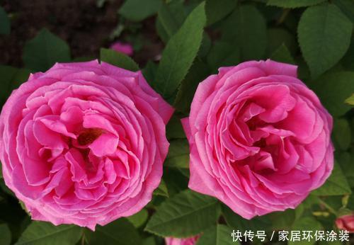 夏天|夏天养月季,4个误区及时了解,以免花花黄叶掉花苞