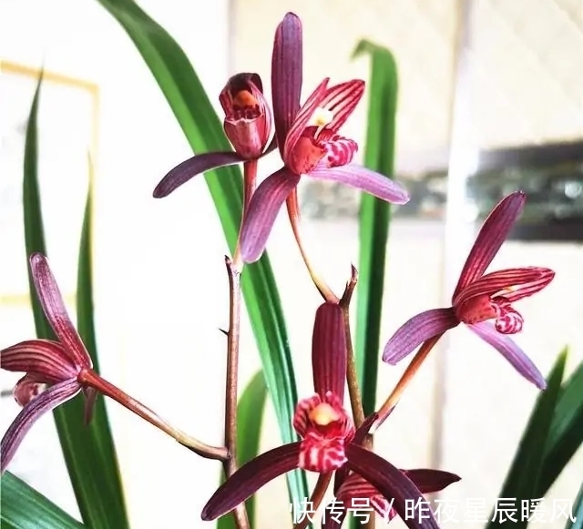 这种顶级兰花，珍贵又稀少，色艳香浓，每年开花4、5次，值得珍藏