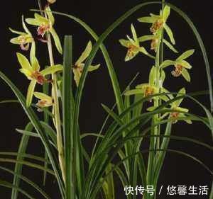 阳台养殖兰花类花卉要特别注意四个最为关键的问题