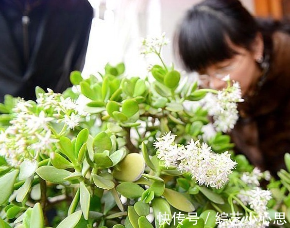 客厅这2种“耐旱树”，20天不浇水，叶片反而“更加肥”，真省心