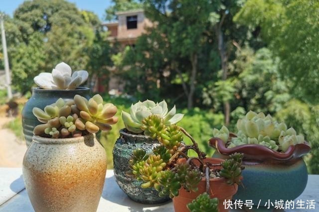 矾根矾根|5种花扔外头,越下雨开得越好,超漂亮!5种花扔外头,越下雨开得越好,超漂亮!