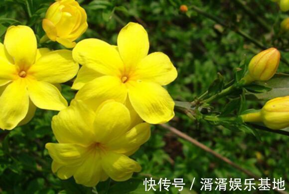 花语|家中养盆“迎春花”花语相爱到永远，开花90天，美家首选