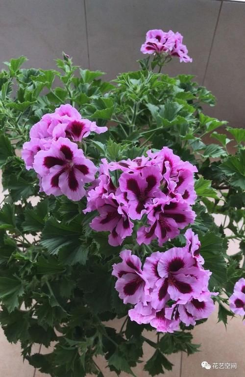 冬天天竺葵花盆里加点渣渣，开春长出一波嫩芽，花期提前！
