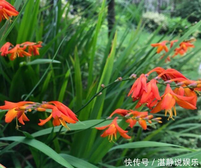 繁殖|夏季喜欢养菊花,不如顺带养盆“火星花”,繁殖能力强,花期6月